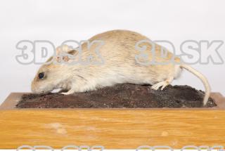 Mouse-Mus musculus 0001